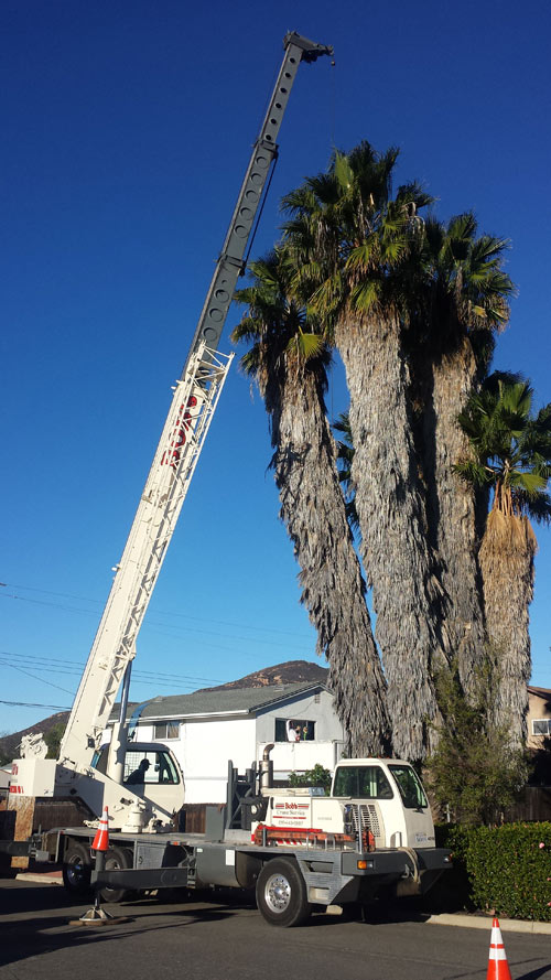 San Diego Palm Trimming – Mexican Fan Palm San Diego palm trimming - mexican fan palm