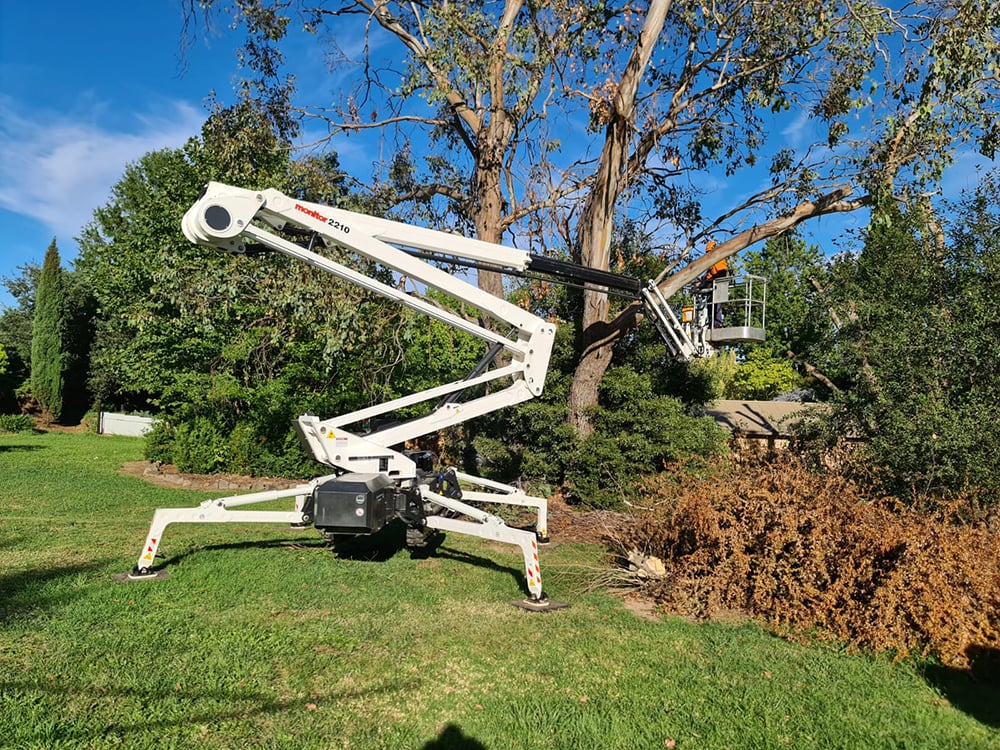 San Diego Tree Trimming – Spider Lift san diego tree trimming - spider lift