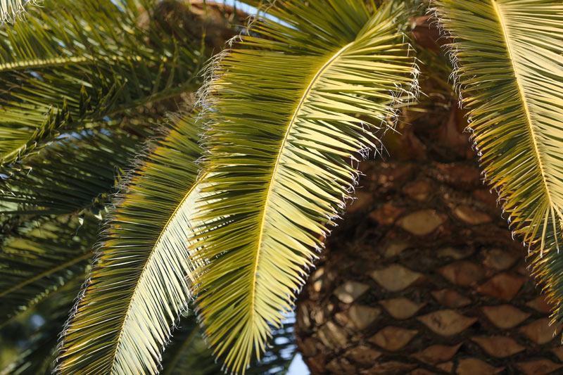 San Diego Tree Care – Canary Island Date Palm San Diego palm trimming