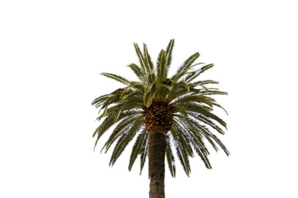 San Diego Tree Care – Canary Island Date Palm San Diego tree care - canary island date palm