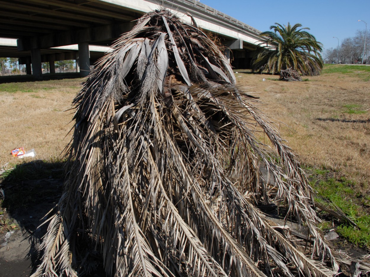 Fusarium Wilt-2 | San Diego Tree Service | Tree Trimming | Tree Removal San Diego dying tree | tree doctor