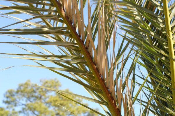 Fusarium Wilt San Diego tree care