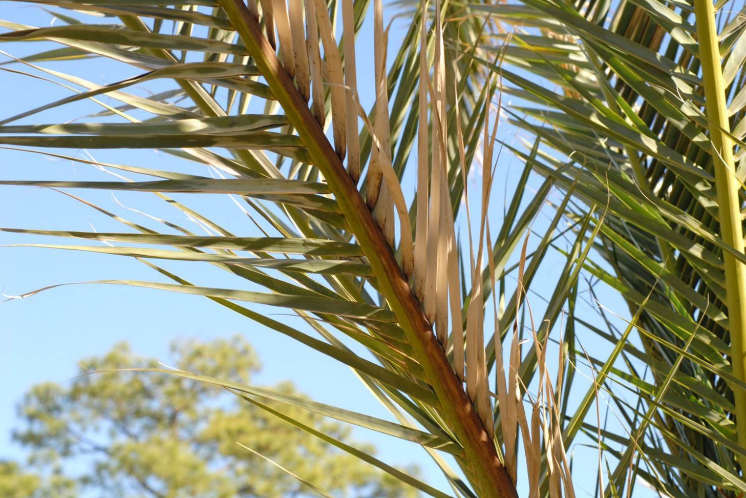 San Diego tree care