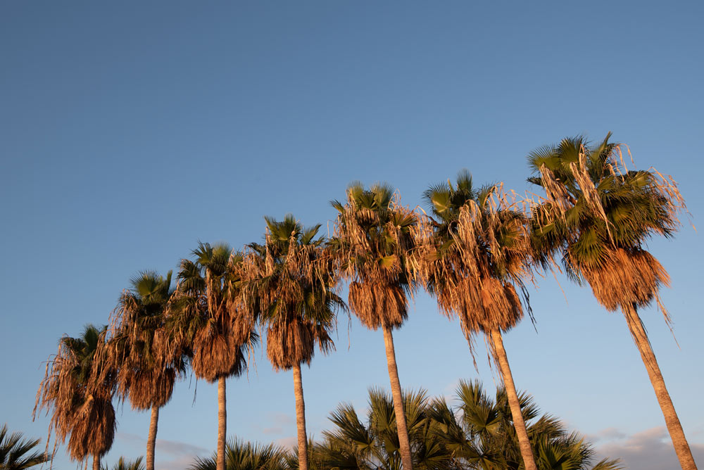 San Diego Palm Trimming – Mexican Fan Palm San Diego palm trimming - mexican fan palm