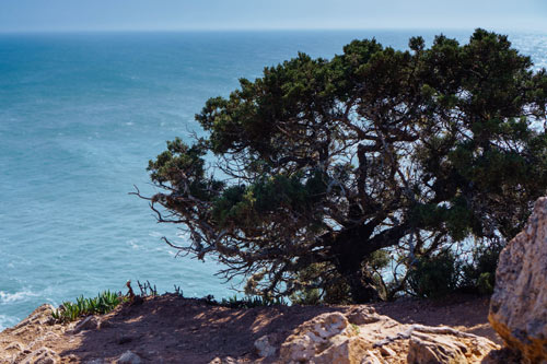 san diego tree trimming - torrey pine