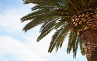 San Diego tree care - Canary Island date palm