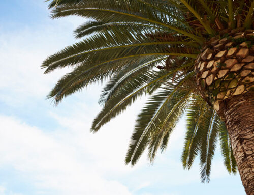 WHY ARE THERE SO MANY DEAD CANARY ISLAND DATE PALMS?