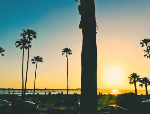 SAN DIEGO’S MEXICAN FAN PALM