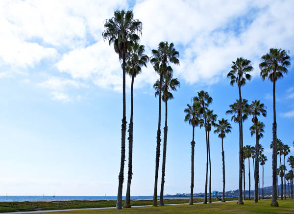 San Diego Tree Trimming – Mexican Fan Palm San Diego Tree Trimming - Mexican fan palm