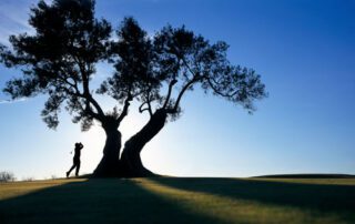 San Diego tree service