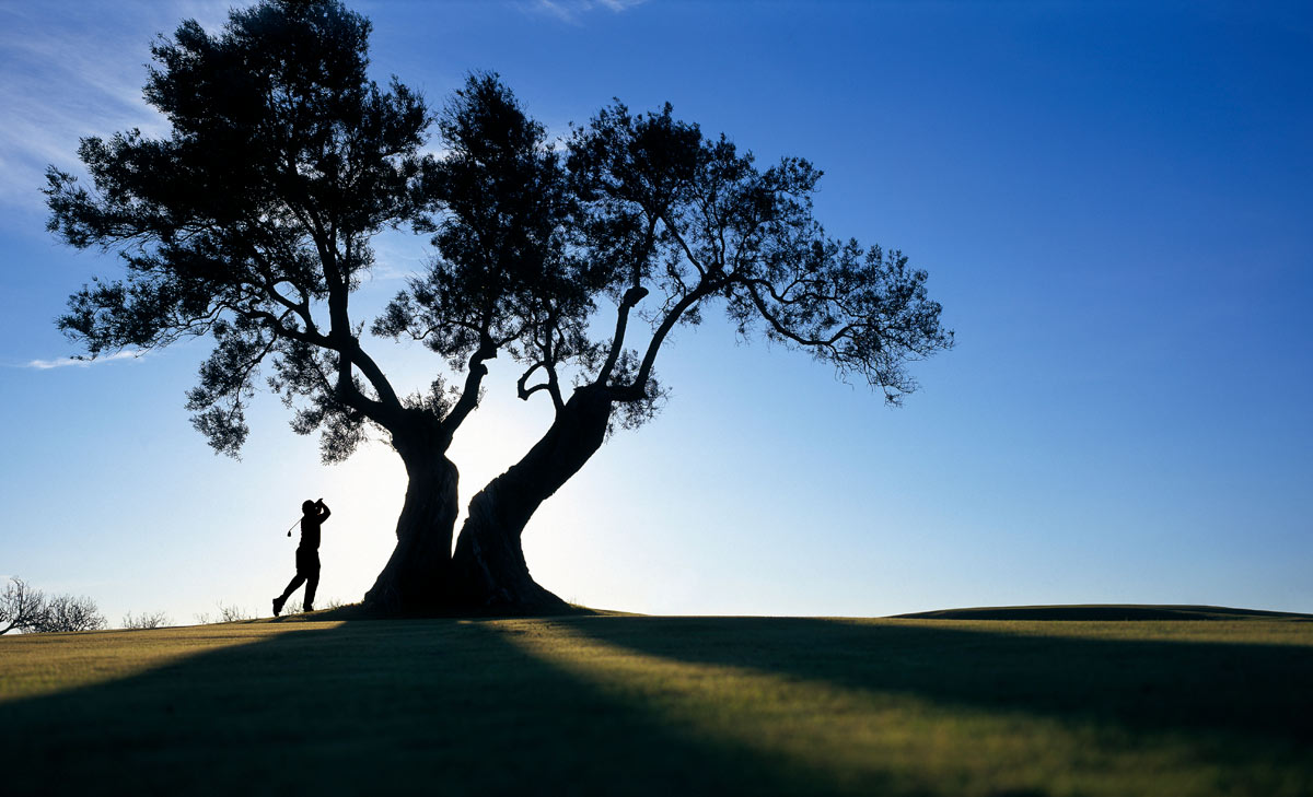 san diego tree trimming - torrey pine