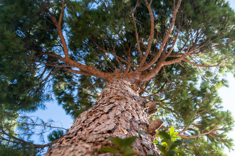 san diego tree trimming - torrey pine