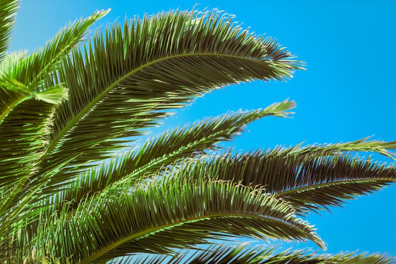 San Diego Tree Care – Canary Island Date Palm San Diego palm trimming
