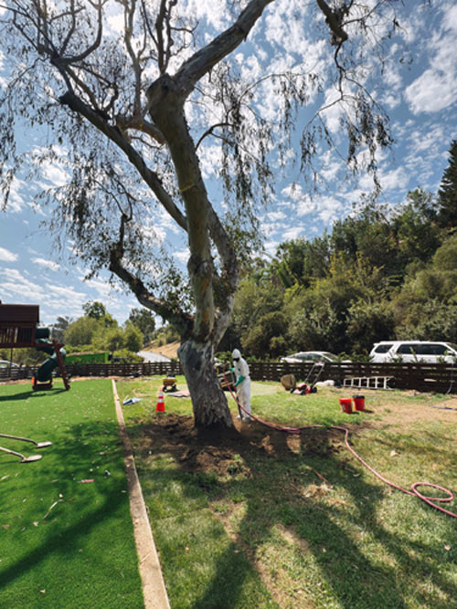 San Diego Tree Airspading san diego tree airspading