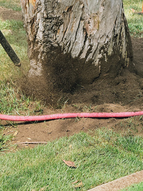 San Diego Tree Airspading san diego tree airspading