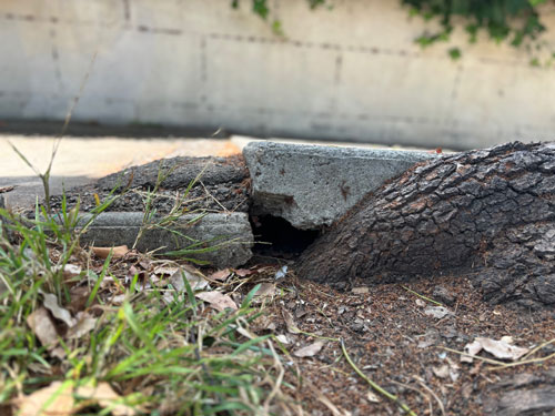 San Diego Tree Service san diego tree service