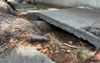 san diego tree service