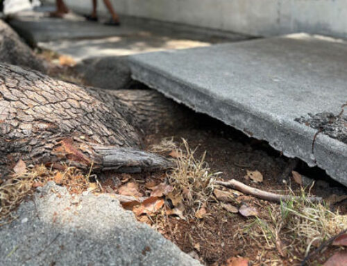 THE MOST DESTRUCTIVE TREE ROOTS IN SAN DIEGO