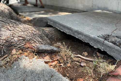 San Diego Tree Service san diego tree service