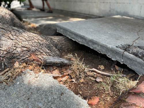 san diego tree service