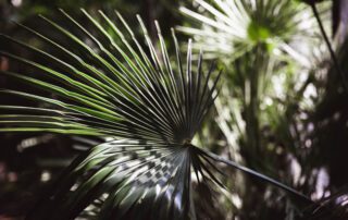 san diego palm trimming