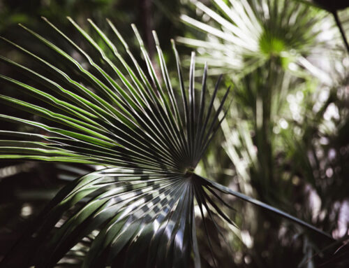 WHICH PALM IS RIGHT FOR YOUR SAN DIEGO PROPERTY?