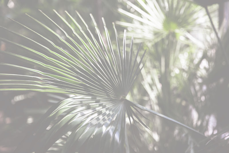 San Diego Palm Trimming san diego palm trimming