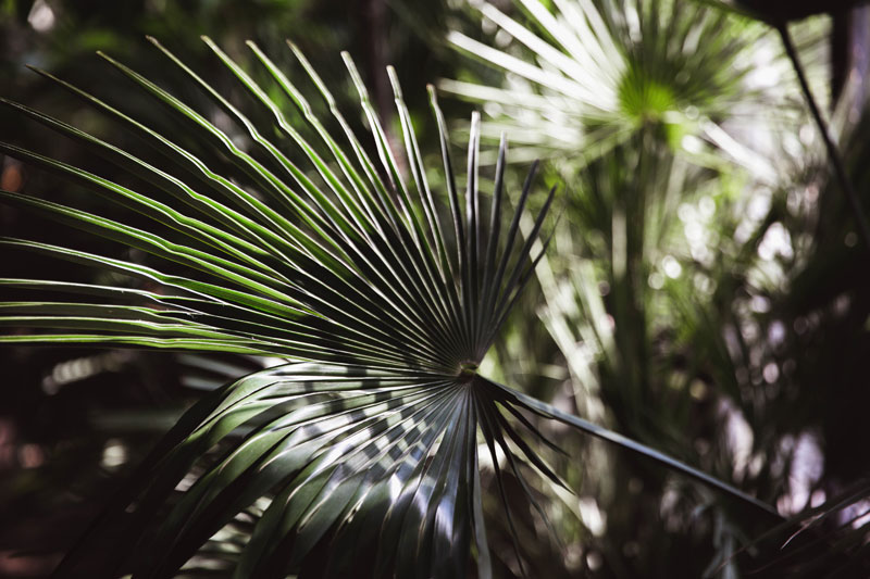 San Diego Palm Trimming san diego palm trimming
