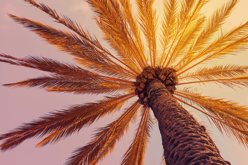 Palm-tree-at-sunset-natural-background-2025-02-12-00-35-52-utc