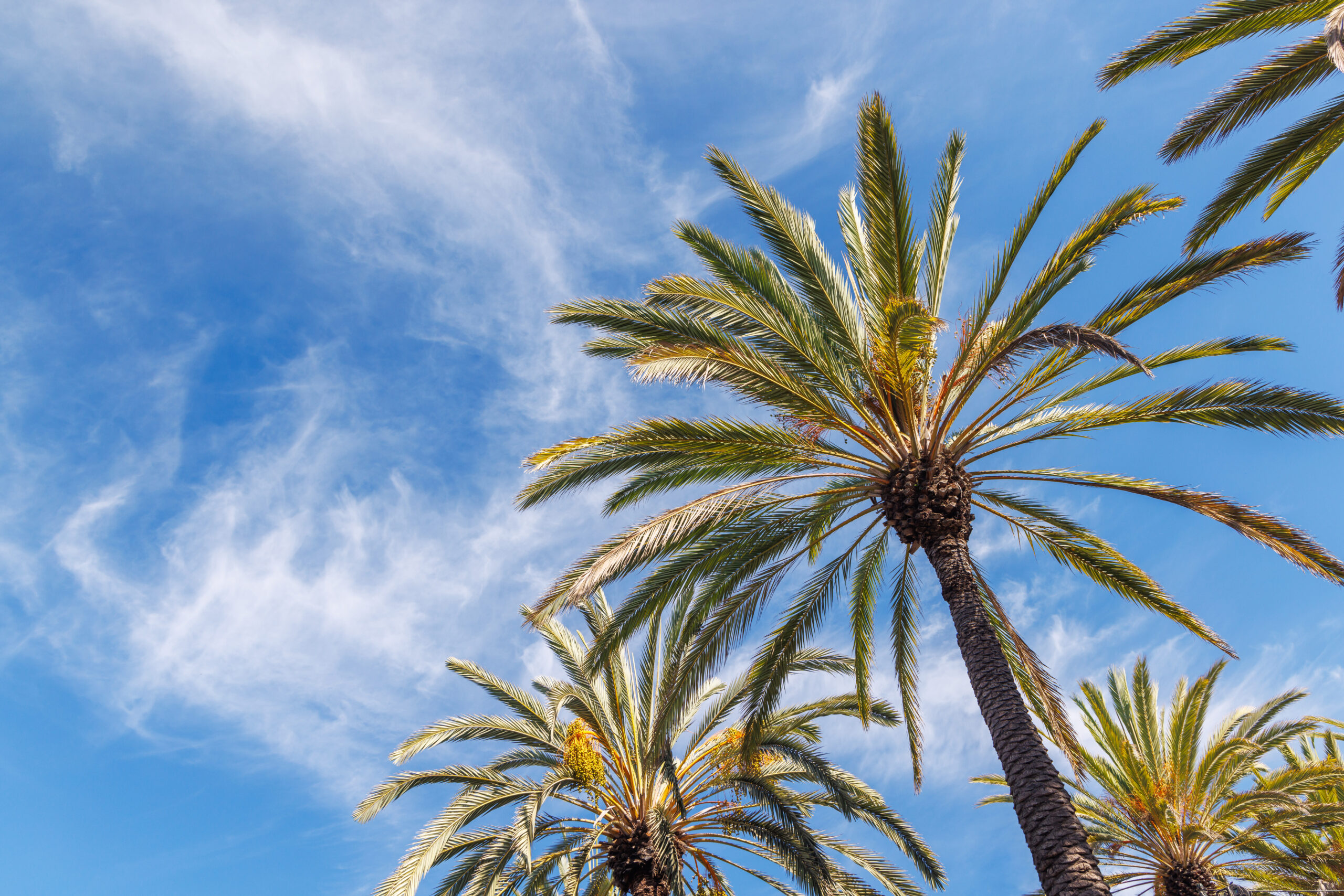Tall Vibrant Palm Trees Reaching Towards a Clear Blue Sunny Sky