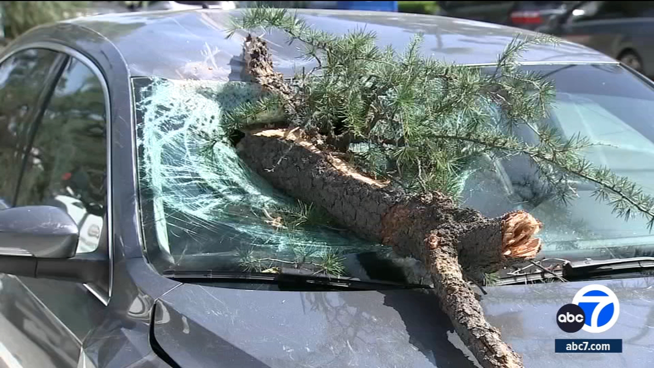 San Diego tree service