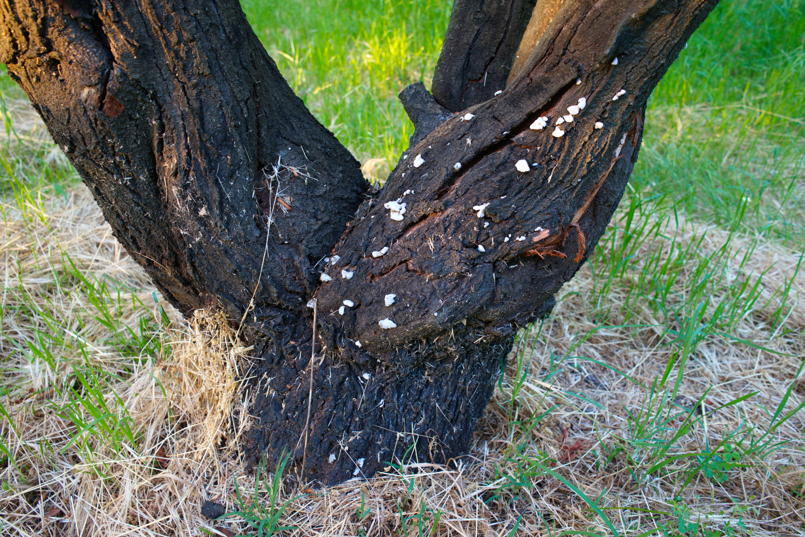 San Diego tree service