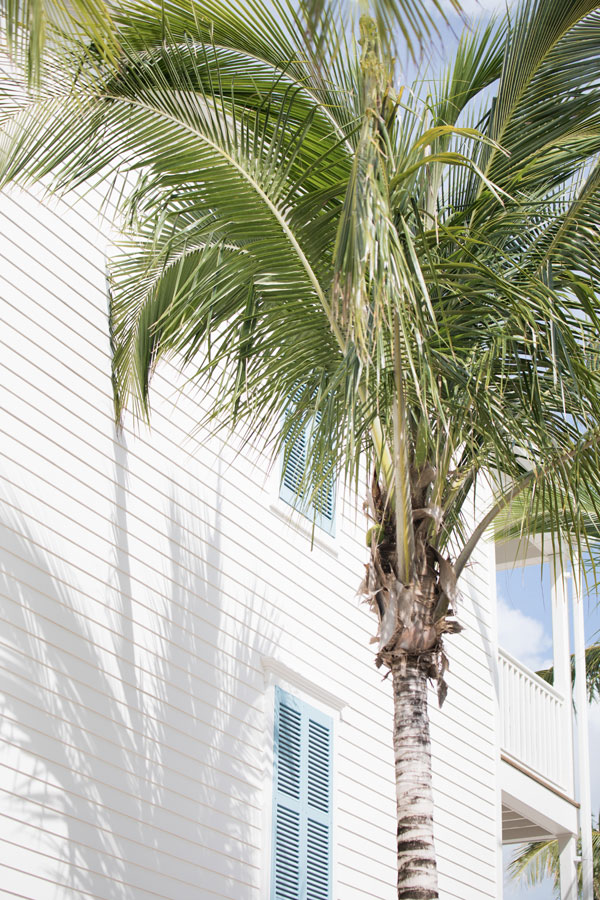 San Diego Palm Trimming – Kentia Palm San Diego palm trimming - kentia palm