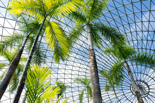 Greenhouse-garden-2025-03-25-08-55-07-utc San Diego palm trimming - king palm