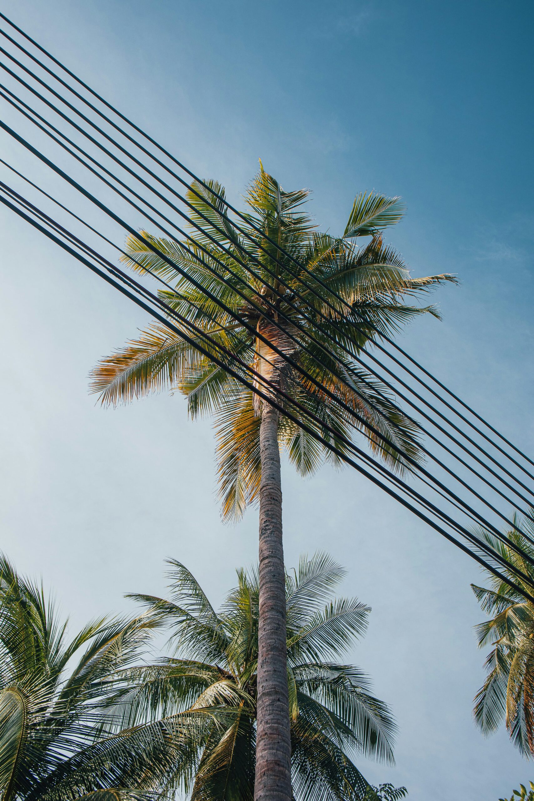 San Diego tree service