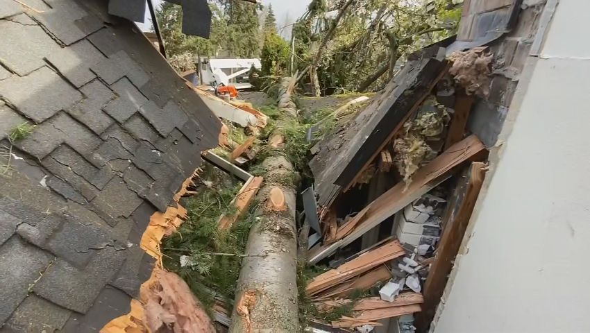 San Diego tree service