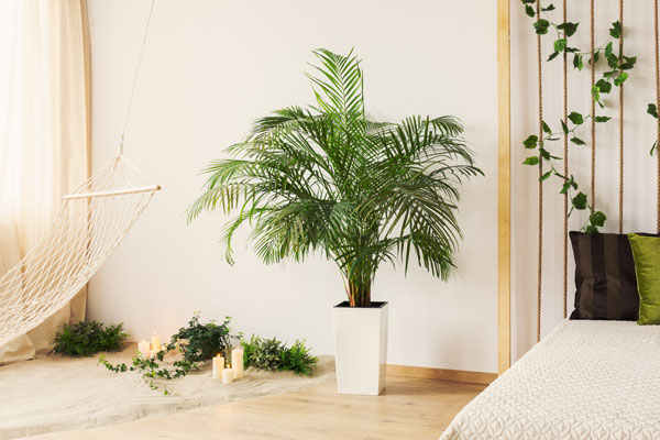 San Diego Palm Trimming – Kentia Palm San Diego palm trimming - kentia palm