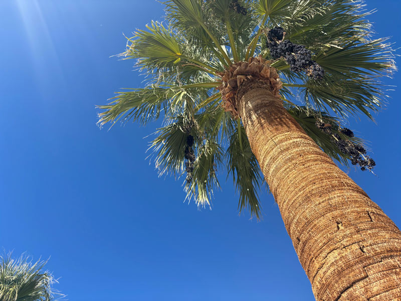 San Diego tree service - california fan palm