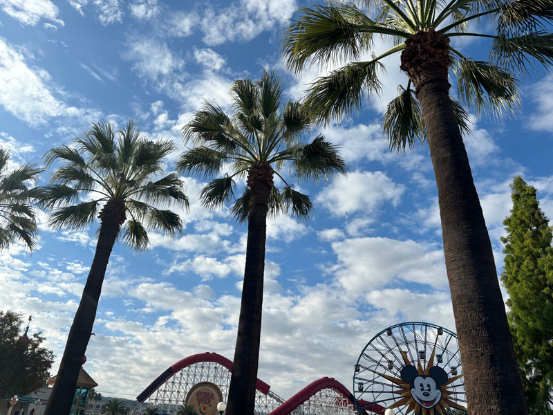 San Diego tree service - california fan palm
