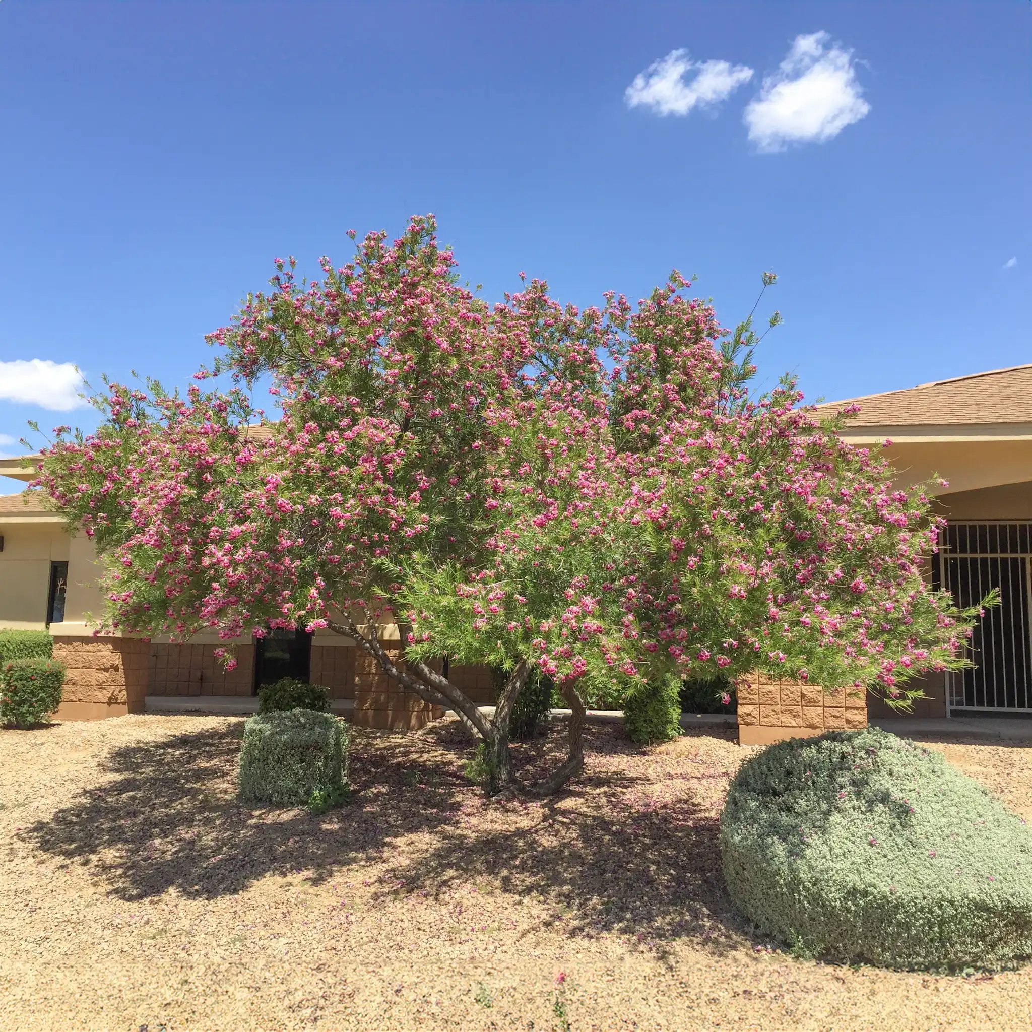 San Diego tree service - desert willow tree