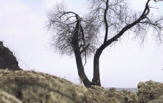 San Diego tree service - dry tree