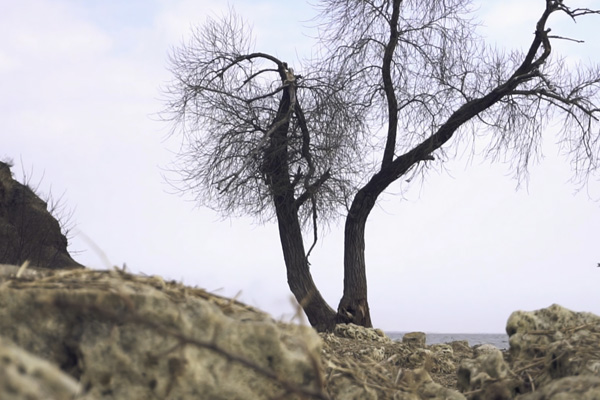 San Diego tree service - dry tree