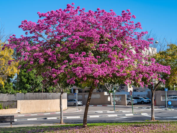 San Diego tree trimmer - crepe myrtle