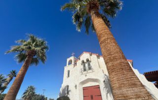 San Diego tree service - california fan palm
