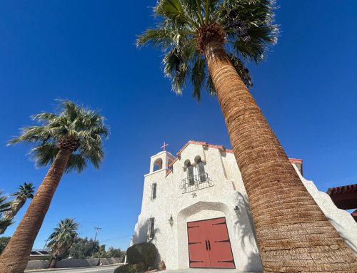 THE CALIFORNIA FAN PALM: SAN DIEGO’S ORIGINAL PALM