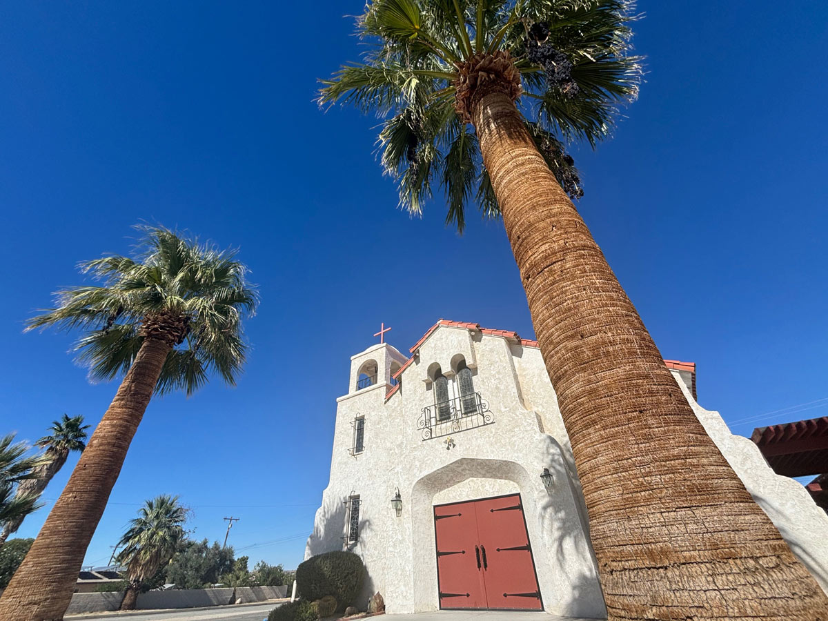 San Diego tree service - california fan palm