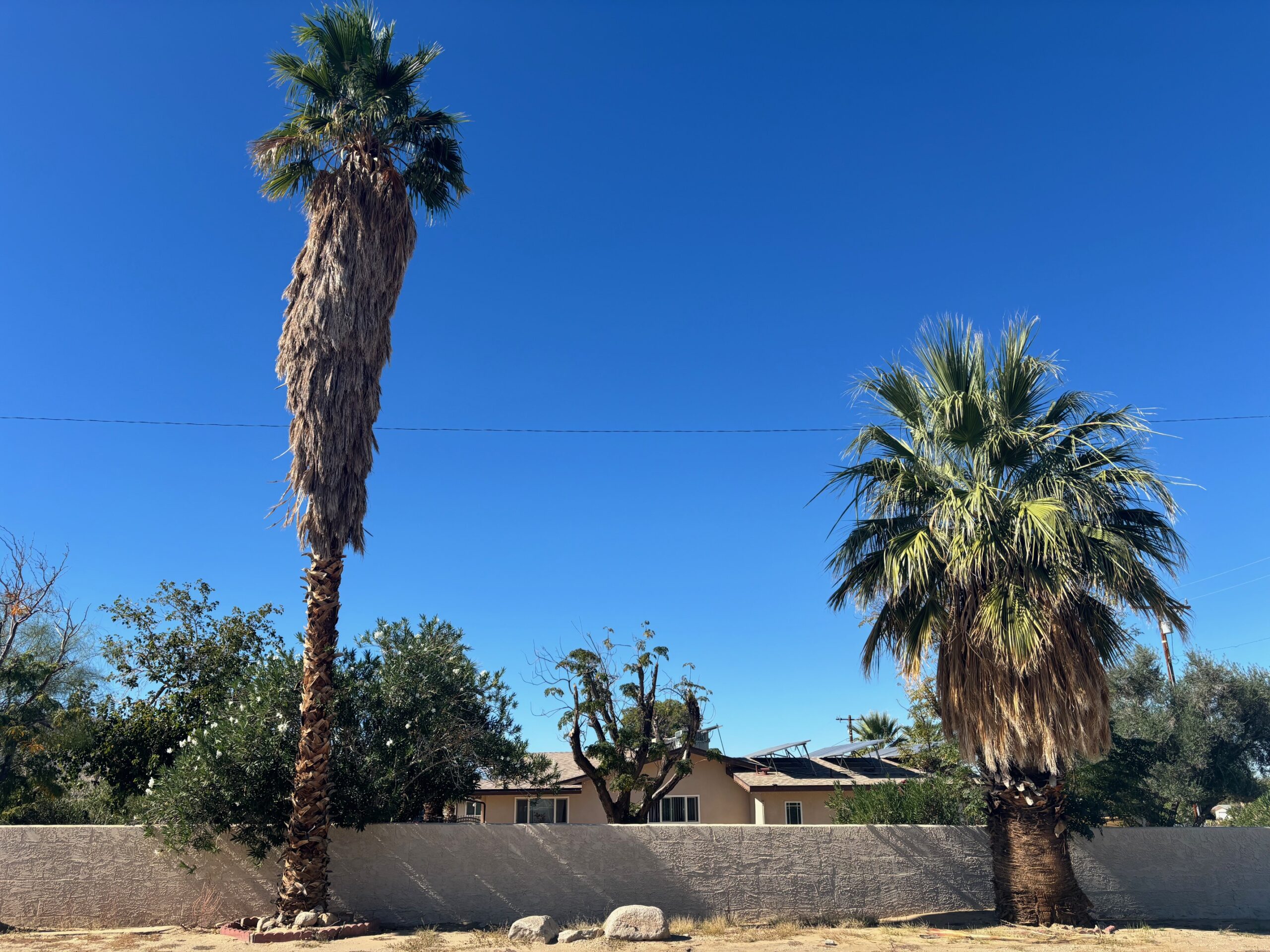 California fan palm - San Diego tree service