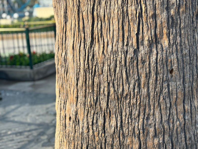 California fan palm - San Diego tree service