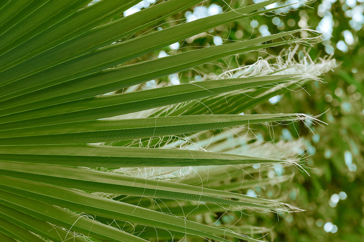 San Diego tree trimmer