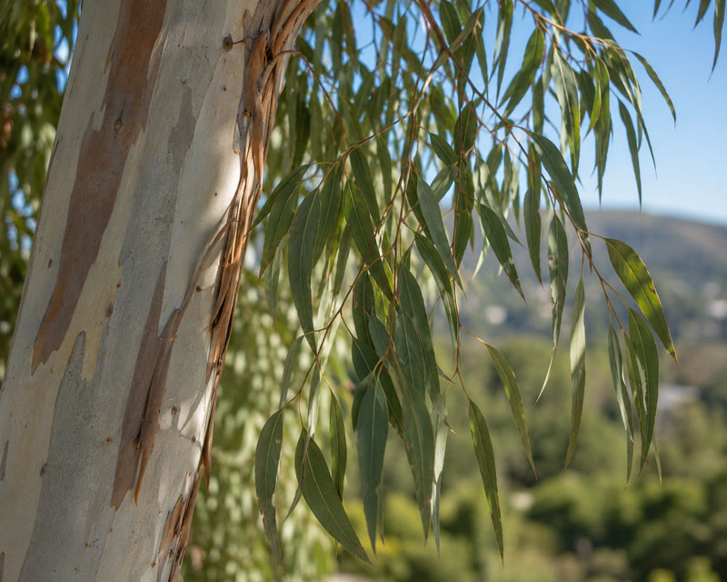 Poway Tree Service – Eucalyptus | San Diego Tree Service | Tree Trimming | Tree Removal Poway tree service - eucalyptus